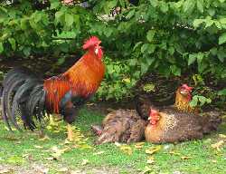 Hühner auf Hof Lütjensee