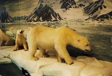 Eisbären in der Arktis